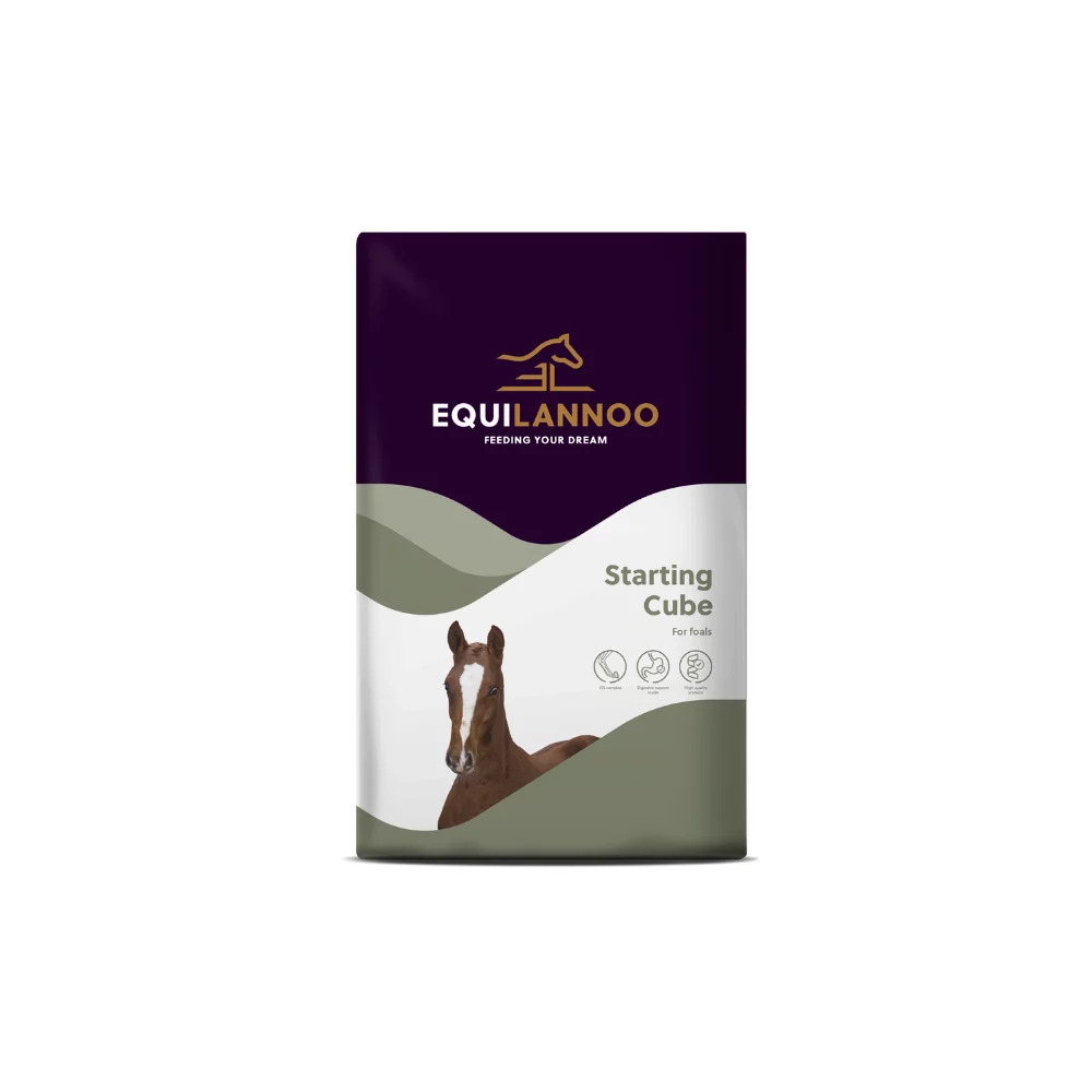 Equilannoo Starting Cube